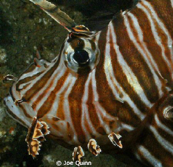 Invasive Lionfish on the SS Hebe off of Myrtle Beach,SC by Joe Quinn 